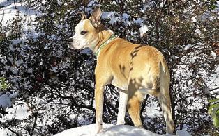 TURFMUTT FOUNDATION PRESIDENT’S DOG, Mulligan, enjoying a winter day outside. Photo courtesy of TurfMutt