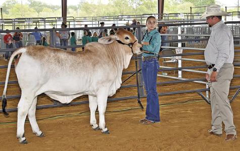 KYLEA DODSON AND Judge Harrison Smith are pictured at the breeding heifer show at the Burleson County Fair.