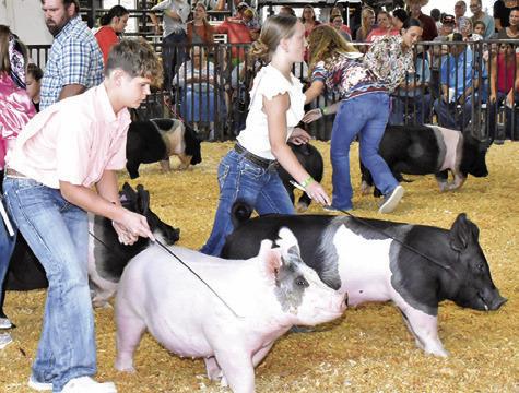 DYLAN BRINKMAN JR., and Aubrey Flencher show these pigs in the swine judging. The judging was held on Friday morning, Sept. 27.