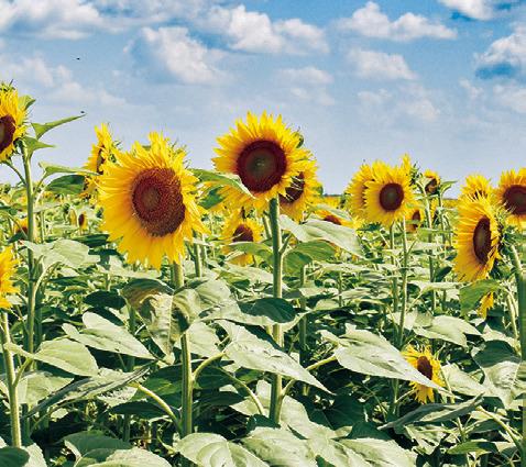 THESE WILDFLOWERS ARE a welcome site to motorists along F.M. 166 near F.M. 50. The Wilder family is again growing a field of the flowers, which area residents enjoy as a photo opportunity.