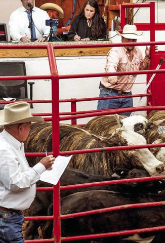 CATTLE ARE ON display at the Caldwell Livestock Commission during the Texas Elite F1 Sale on Saturday in Caldwell.