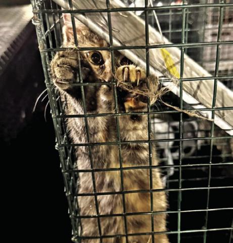 A LOCAL CAT AWAITS ITS TURN at the Project SNIP free TNR clinic on Monday, Nov. 17. Photo courtesy of Anastasia Tucker