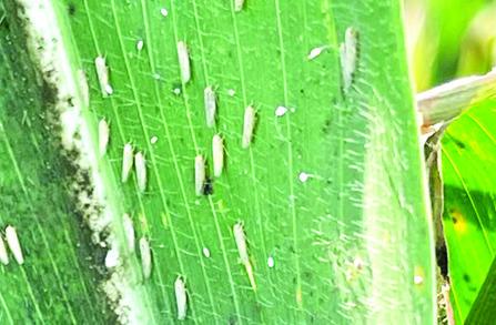 PICTURED ARE corn leafhoppers on an infected plant. Photo courtesy of David Kerns/Texas A&amp;M AgriLife