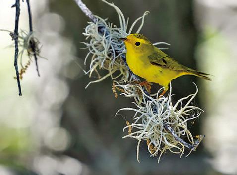 TEXAS A&amp;M AGRILIFE Extension Service will present the “Stop and Stay Awhile: Building Habitat to Benefit Migratory Birds” webinar on July 11 from noon to 1 p.m. Photo courtesy of Michael Miller/Texas A&amp;M AgriLife