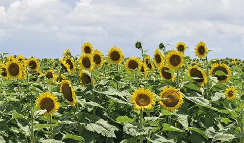 THE LONG AWAITED wildflowers are now in bloom on the Wilder land off F.M. 166 and F.M. 50 in the Brazos Bottom. Tribune photo by Roy Sanders