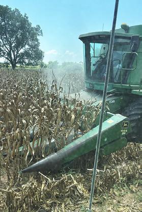 THIS CORN IS harvested by Barney Homeyer in the Brazos Bottom. The corn harvest is well underway now in Burleson County.