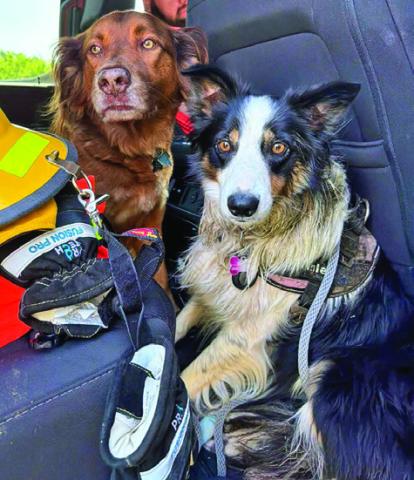 HART ALUMNI DOG RED IS pictured with Tinley, who was recovered by a HART volunteer after a car crash separated her from her family. Photo courtesy of Danielle Mikulin