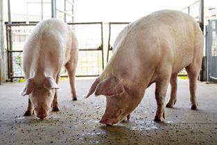 TWO HOGS EAT FEED on a cement floor. Steady pork production and lower input costs have led to profits for producers and lower prices overall for consumers. Photo courtest of Michael Miller/ Texas A&amp;M AgriLife