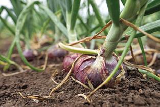 PICTURED ARE mild red onions in the ground. Around 7,000 of the Rio Grande Valley’s production acres are dedicated to onions bound for grocery stores throughout Texas, the Midwest and other parts of the country. Photo courtesy of Sam Craft/ Texas A&amp;M AgriLife