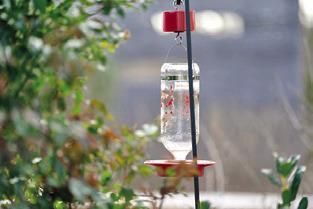 EXPERTS WITH AgriLife Extension recommend cleaning hummingbird feeders regularly with vinegar and water and avoiding dyes in the nectar, which can be harmful to the birds. Photo courtesy of Laura McKenzie/ Texas A&amp;M AgriLife