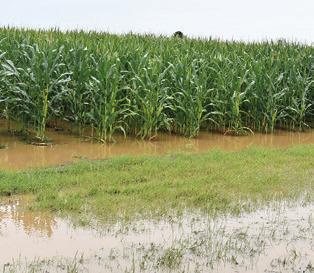 AMPLE RAIN AGAIN fell on Wednesday, June 5, in the Brazos Bottom giving the county’s crops another boost. This was along F.M. 166.