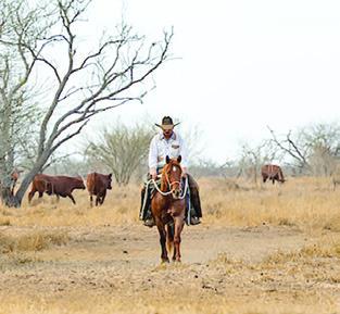 MOST OF Texas’ rangelands remain under drought conditions, but timely spring rains in some areas have set the stage for recovery, according to Texas A&amp;M AgriLife experts. Photo courtesy of Hannah Harrison/ Texas A&amp;M AgriLife