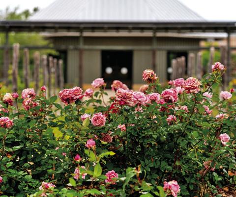 PRUNE YOUR ROSES BEFORE they break winter dormancy to make sure they stay healthy and productive for that pop of color around your home. Photo courtesy of Laura McKenzie/Texas A&amp;M AgriLife