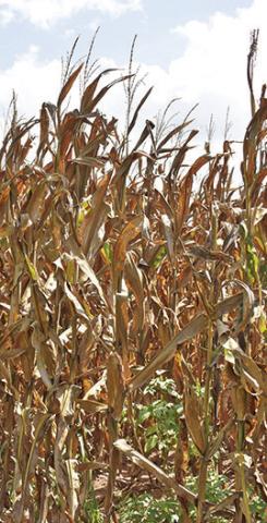 THIS CORN is visible from along F.M. 50 off State Highway 21 East. The corn harvest, expected to be excellent this year, is typically underway in late July.