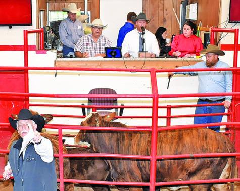 CATTLE IS AUCTIONED on Saturday at the sale in Caldwell.