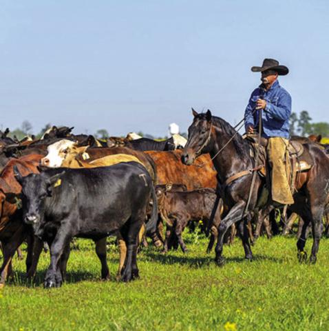 A COWBOY SITS atop a ranch horse riding through a herd of cattle. Ranch horses need a forage-based diet for their health, energy and overall performance. Photo courtesy of Michael Miller/Texas A&amp;M Agrilife