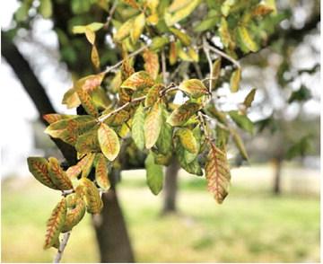 OAK WILT IS OFTEN recognized in live oaks by yellow and brown veins showing in the leaves of infected trees, known as veinal necrosis. Photo courtesy of Texas A&amp;M Forest Service