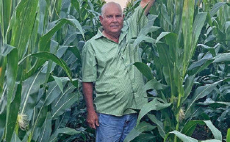 BARNEY HOMEYER STANDS in this tall corn at his farm off State Highway 21 East in Caldwell. It has been a good year for the corn crop.