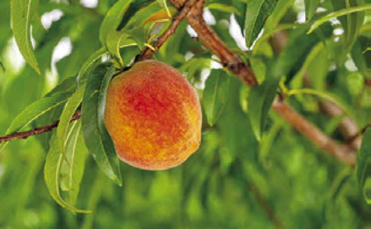 PEACHES AND many other temperate fruits in Texas require cool winter conditions to grow into viable crops. Photo courtesy of Hannah Harrison/ Texas A&amp;M AgriLife