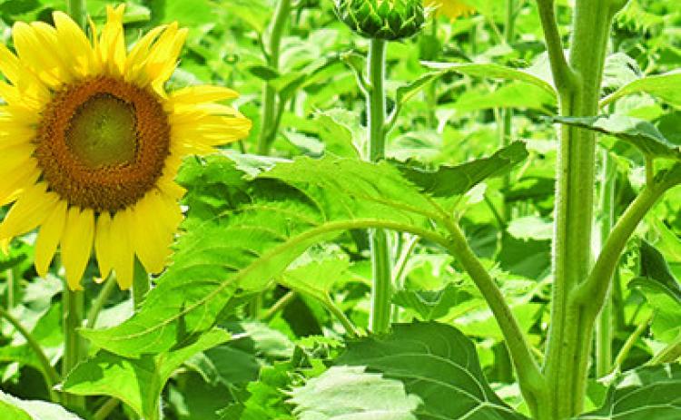 THESE BEAUTIFUL wildflowers are now in bloom on the Wilder land off F.M. 50 and F.M. 166 in the Brazos Bottom. The flowers are enjoyed every year by motorists passing by and those who stop for a closer look. Tribune photo by Roy Sanders