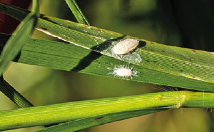 MALE AND FEMALE pasture mealybugs are pictured side by side on blades of grass. Pasture mealybugs are expanding rapidly and damaging pastures in a growing number of Texas counties. The aerial view shows the devastation these insects can create, with the left side Bahia grass stand devastated by the pest next to a newly infested, yet still green pasture. Photo courtesy of Hannah Harrison/ Texas A&amp;M AgriLife