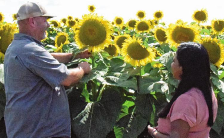 JAY WILDER SHOWS Caldwell resident Andrea Romero the sunflower head. The seeds of the sunflower head will be used in H-E-B store brand bird seed. -- Tribune photo by Lani Pieper