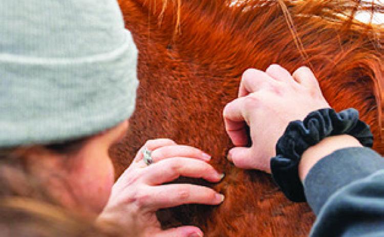MONITORING LIVESTOCK AND companion animals for signs of New World Screwworm infection is paramount in preventing the spread of the insect. Photo courtesy of Texas A&amp;M AgriLife