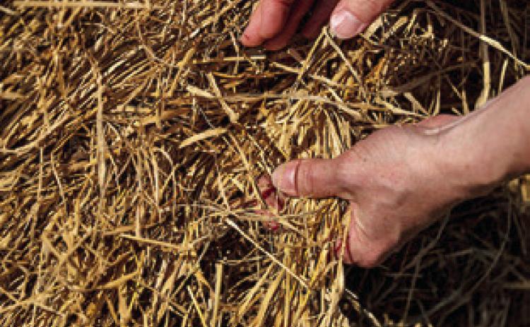 EXPERTS WITH THE Texas A&amp;M AgriLife Extension Service are encouraging producers to document damage and err on the side of caution when dealing with hay exposed to floodwaters or heavy rain. Photo courtesy of Michael Miller/ Texas A&amp;M AgriLife