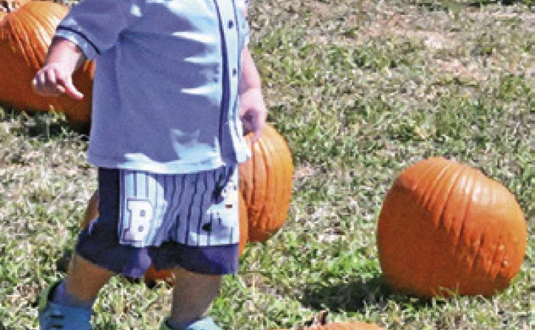 CHILDREN ENJOYED selecting a pumpkin from the pumpkin patch at Saturday’s Downtown Somerville Celebration. Tribune photo by Denise Squier