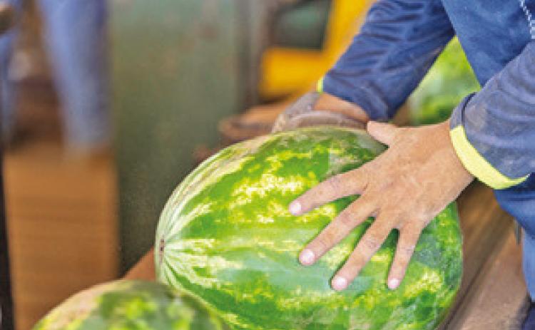 THE 2026 WATERMELON season has been a difficult one for Texas growers. Wet conditions created a number of issues and poor prices exacerbated those issues. Photo courtesy of Michael Miller/ Texas A&amp;M AgriLife