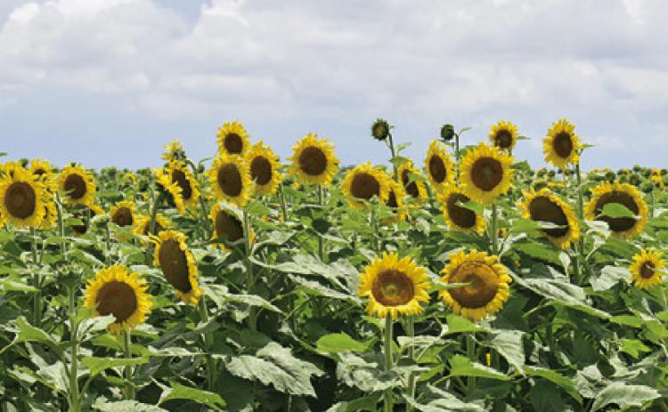 THE LONG AWAITED wildflowers are now in bloom on the Wilder land off F.M. 166 and F.M. 50 in the Brazos Bottom. Tribune photo by Roy Sanders