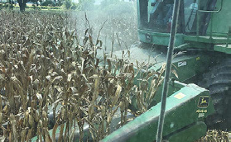 THIS CORN IS harvested by Barney Homeyer in the Brazos Bottom. The corn harvest is well underway now in Burleson County.