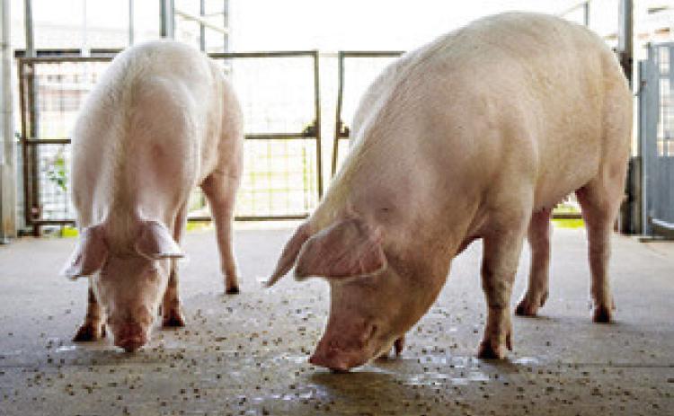 TWO HOGS EAT FEED on a cement floor. Steady pork production and lower input costs have led to profits for producers and lower prices overall for consumers. Photo courtest of Michael Miller/ Texas A&amp;M AgriLife