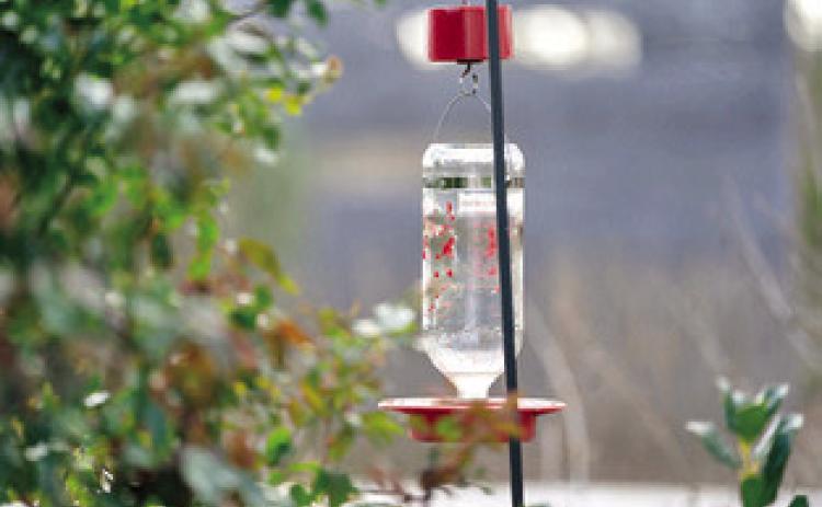 EXPERTS WITH AgriLife Extension recommend cleaning hummingbird feeders regularly with vinegar and water and avoiding dyes in the nectar, which can be harmful to the birds. Photo courtesy of Laura McKenzie/ Texas A&amp;M AgriLife