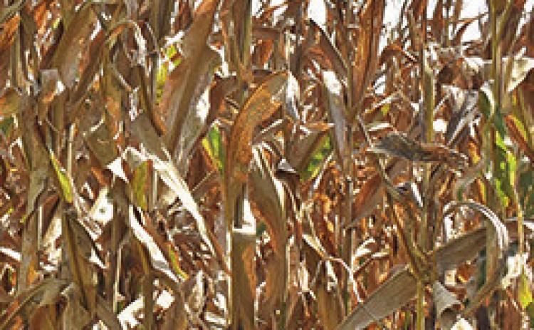 THIS CORN is visible from along F.M. 50 off State Highway 21 East. The corn harvest, expected to be excellent this year, is typically underway in late July.